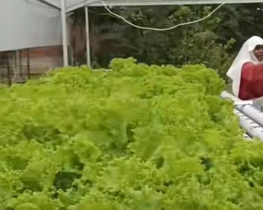 Dari Bantuan Menjadi Kemandirian, Hidroponik Biara Klaris Tunjukkan Hasil Nyata