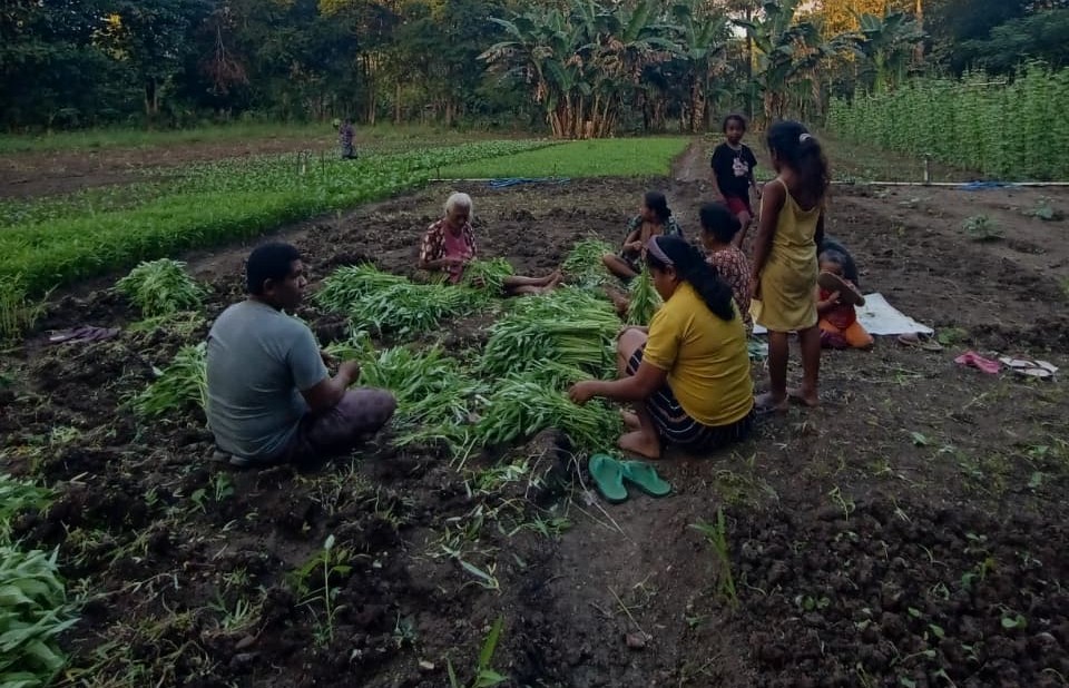 Petani Maumolo Nikmati Hasil Panen Sayur Berkualitas, Bukti Pertanian Lokal Terus Berkembang