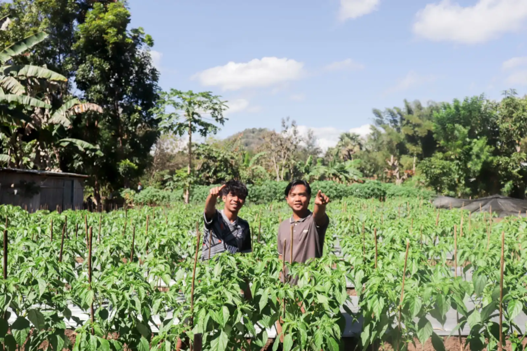 Sulap Lahan Tidur di Maumolo, YFMG Dorong Diversifikasi Pertanian Cabai